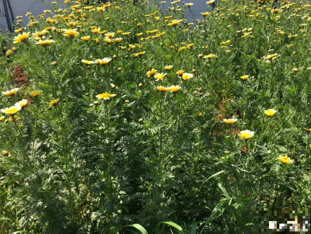 人参萝卜开花了,我种的花,都是这么奇奇怪怪! 人参萝卜开花了,我种的花,都是这么奇奇怪怪!
