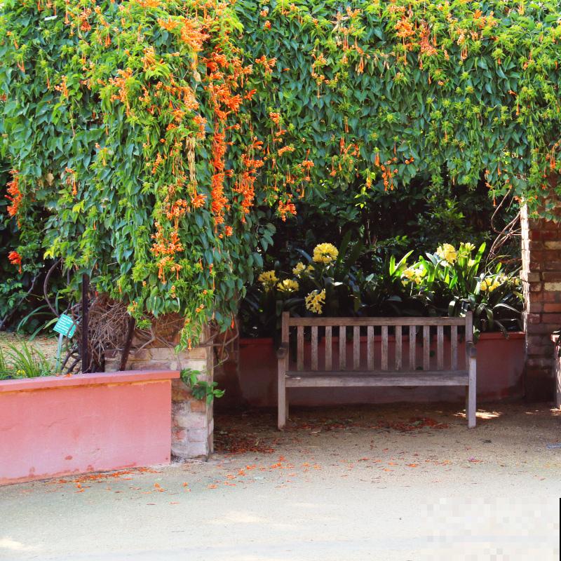 房顶上养了一株花，邻居叫我赶紧砍掉，真是为难！