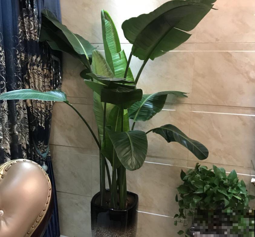 这2种大型绿植,秋天入手,整年无忧,好看! 这2种大型绿植,秋天入手,整年无忧,好看!