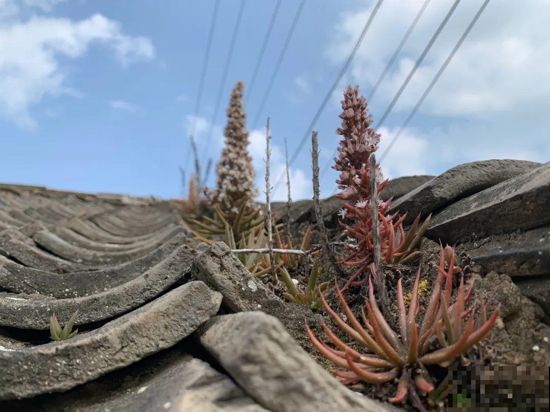 不死鸟太震撼了，长满整个屋顶，感觉都要压塌了