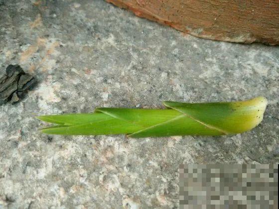 10月养花掐一掐,掐完就来花,盆都塞不下! 10月养花掐一掐,掐完就来花,盆都塞不下!