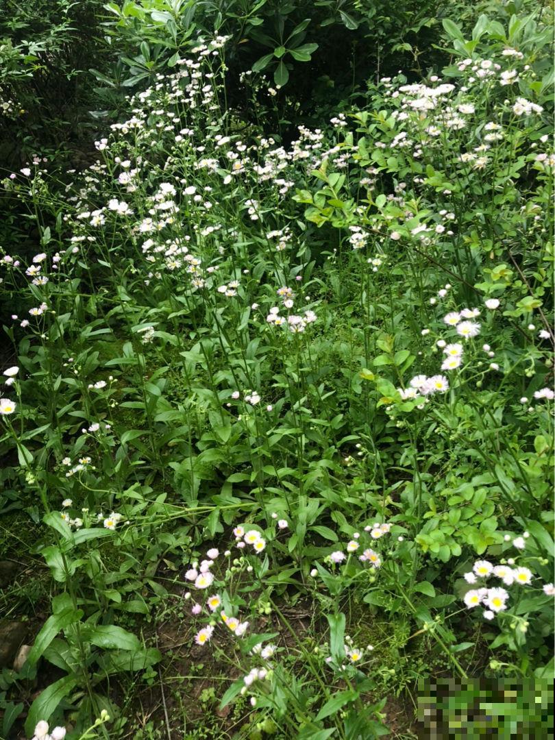 小时候常见的花，都是童年记忆，你记得几种？