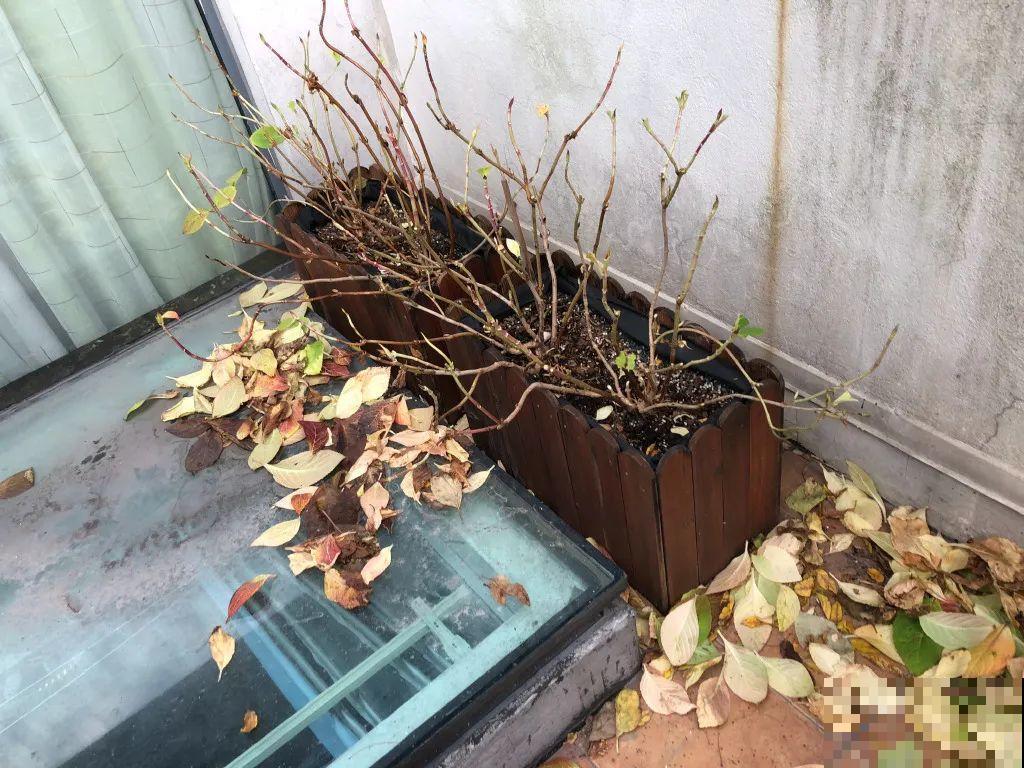 秋天开始降温了,9种花放外面冻一冻,开出饱满大花球 秋天开始降温了,9种花放外面冻一冻,开出饱满大花球