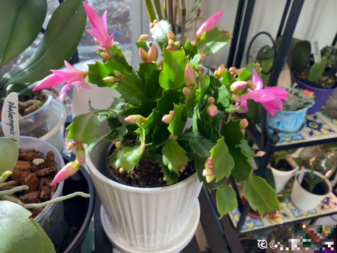 8种花，养嫩不养老，老了要多修剪！