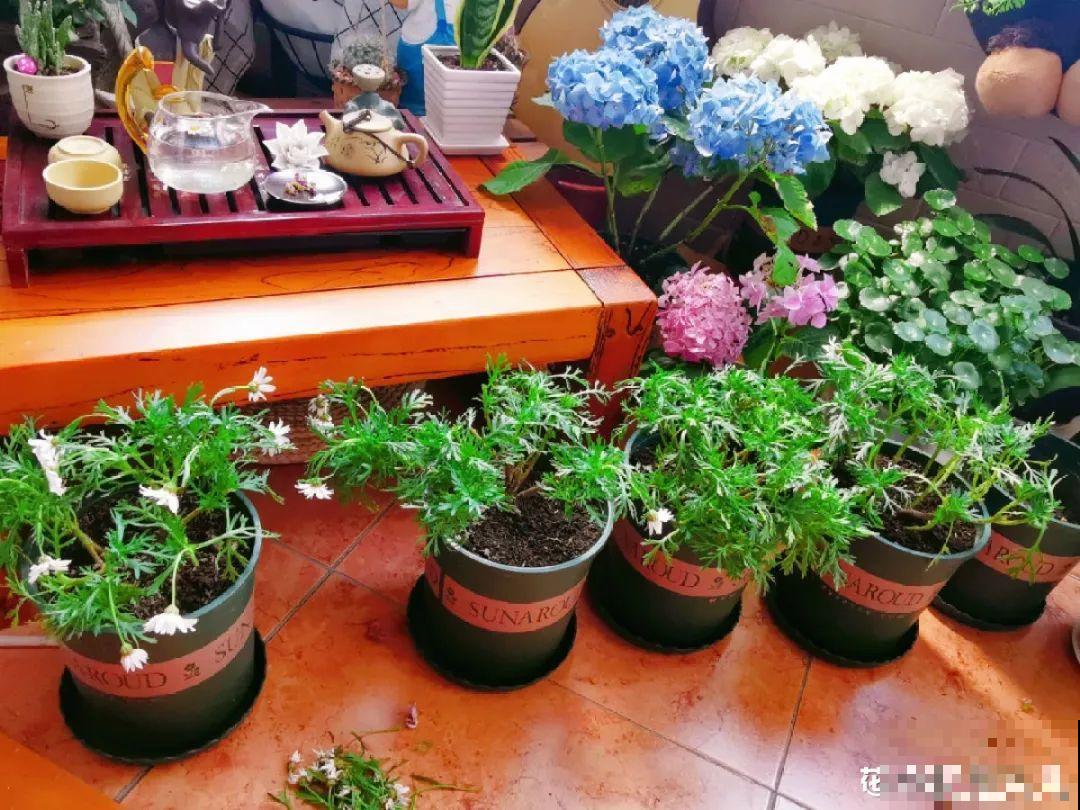 养花叶子突然发黄，赶紧救，还有希望！