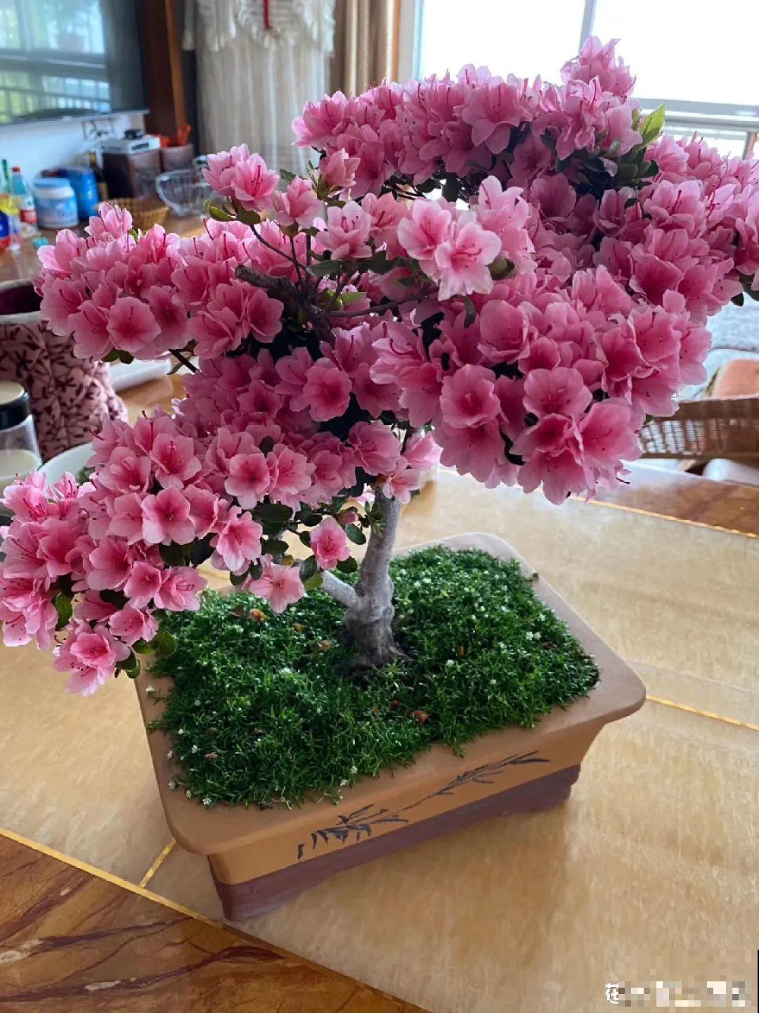 300块钱的花，一个没注意，一周掉成光杆司令