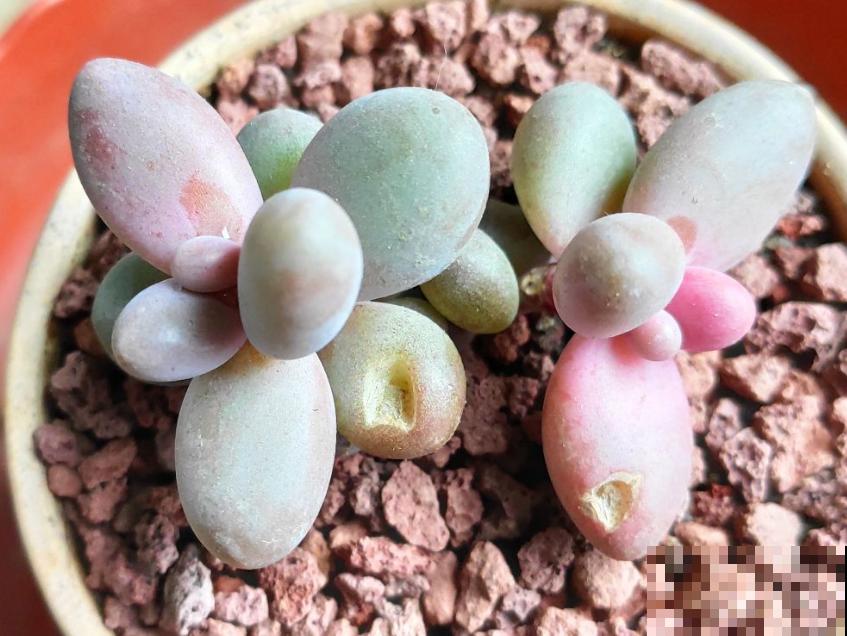 多肉配土有讲究，灵活调配比例，不能“死搬教条”！