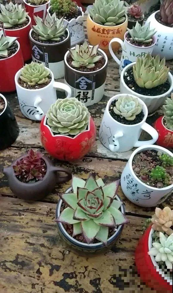 酒瓶子别丢掉,那可是种花神器,省了一笔买花钱 酒瓶子别丢掉,那可是种花神器,省了一笔买花钱