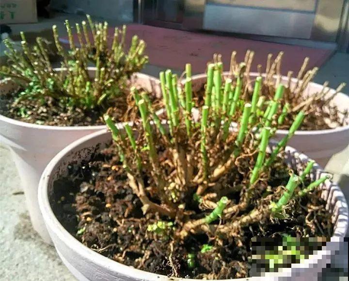 特欠剪的花,越剪越好看,花开不断! 特欠剪的花,越剪越好看,花开不断!