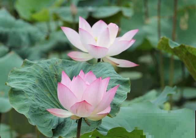 花是一种文化,每个传统节日,都有一种花 花是一种文化,每个传统节日,都有一种花