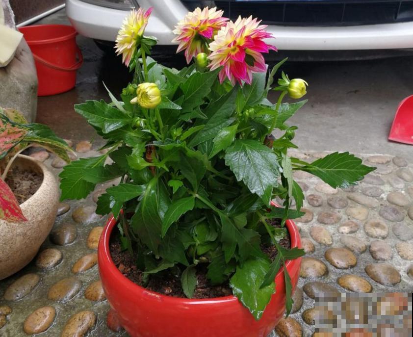 “迷你版”大丽花,花盆里也能栽,摆在阳台特好看! “迷你版”大丽花,花盆里也能栽,摆在阳台特好看!