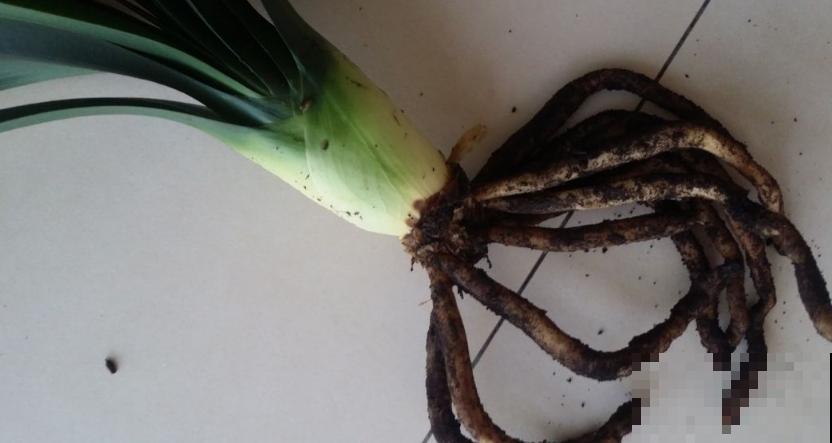 君子兰烂根不可怕，早判断，早防治，判断方法看这里！