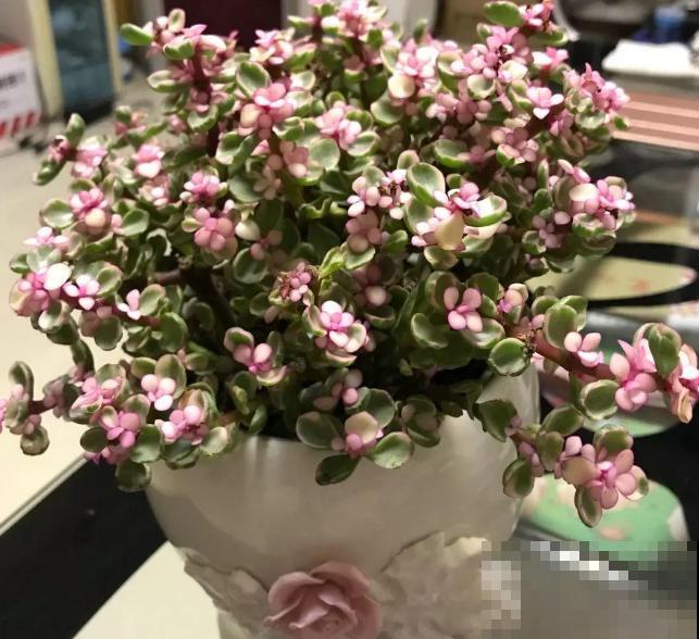 买到药锦怎么办？狠心切一切，还是一棵好花树！