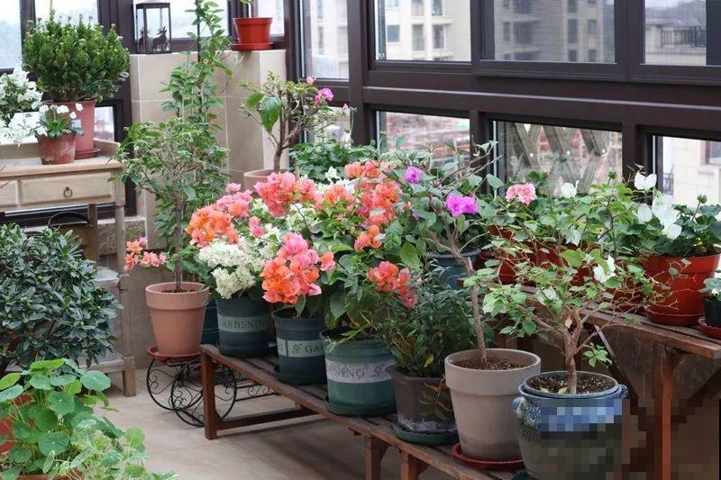 秋天降温快，家里养这9种花，要赶紧搬进屋了