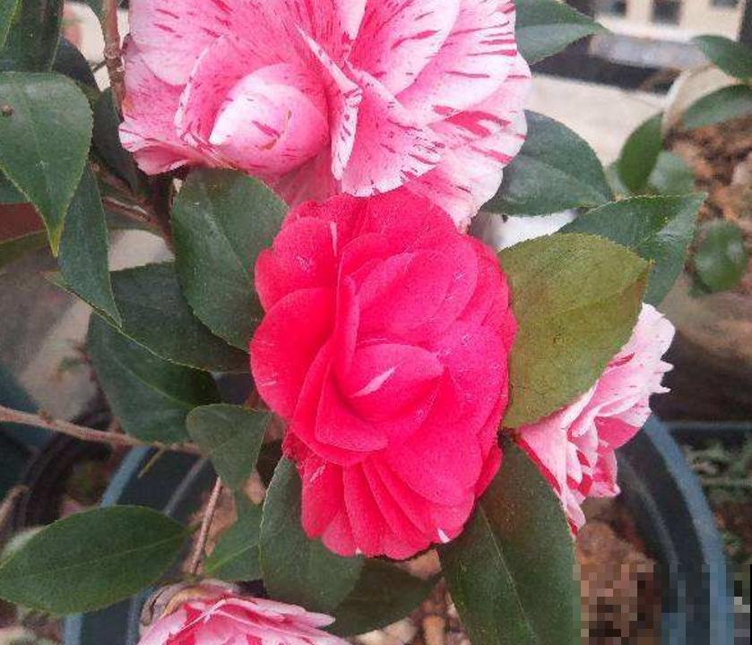 茶花五色赤丹，一花五色，花大如碗！