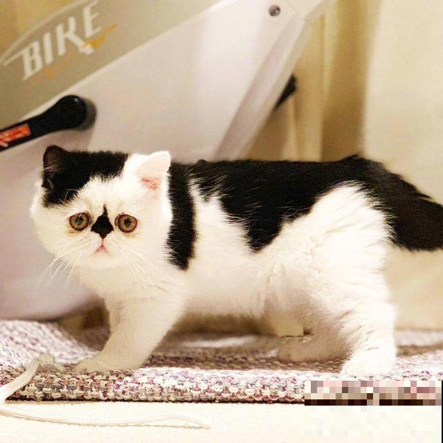 家里养了猫咪，这6种花不能在家养，不然惹来大麻烦！