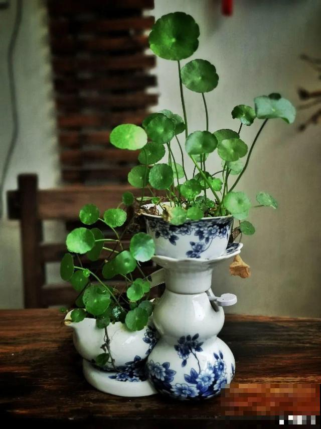 养花人的特点，你中了几条
