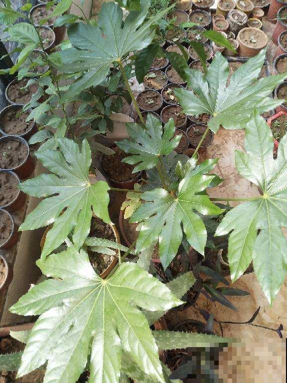 八角金盘叶子超美，大气有质感，养一盆家里有生机感