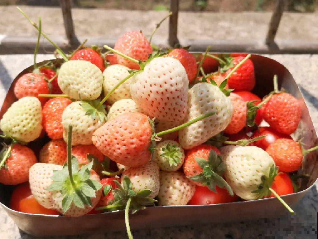 秋天养盆草莓，很快就开花，还能结果子