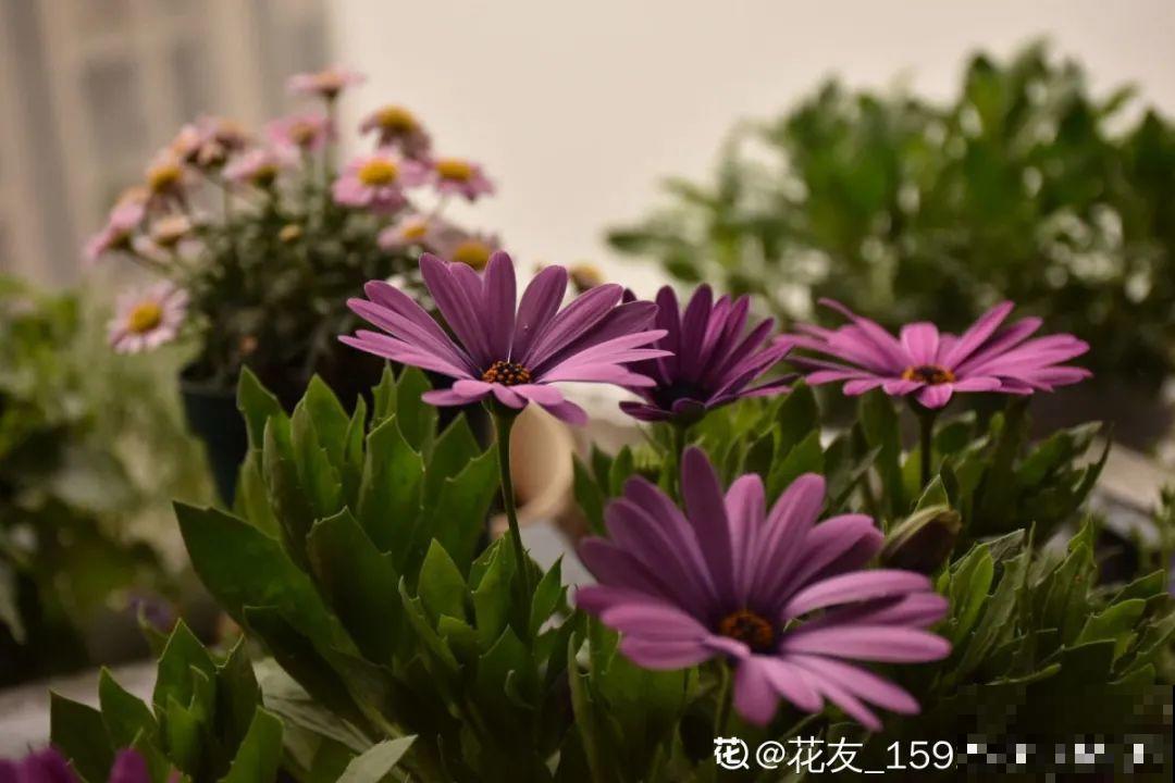 蓝目菊简直就是开花机器,一年能开上百天,盆盆爆成大花球! 蓝目菊简直就是开花机器,一年能开上百天,盆盆爆成大花球!