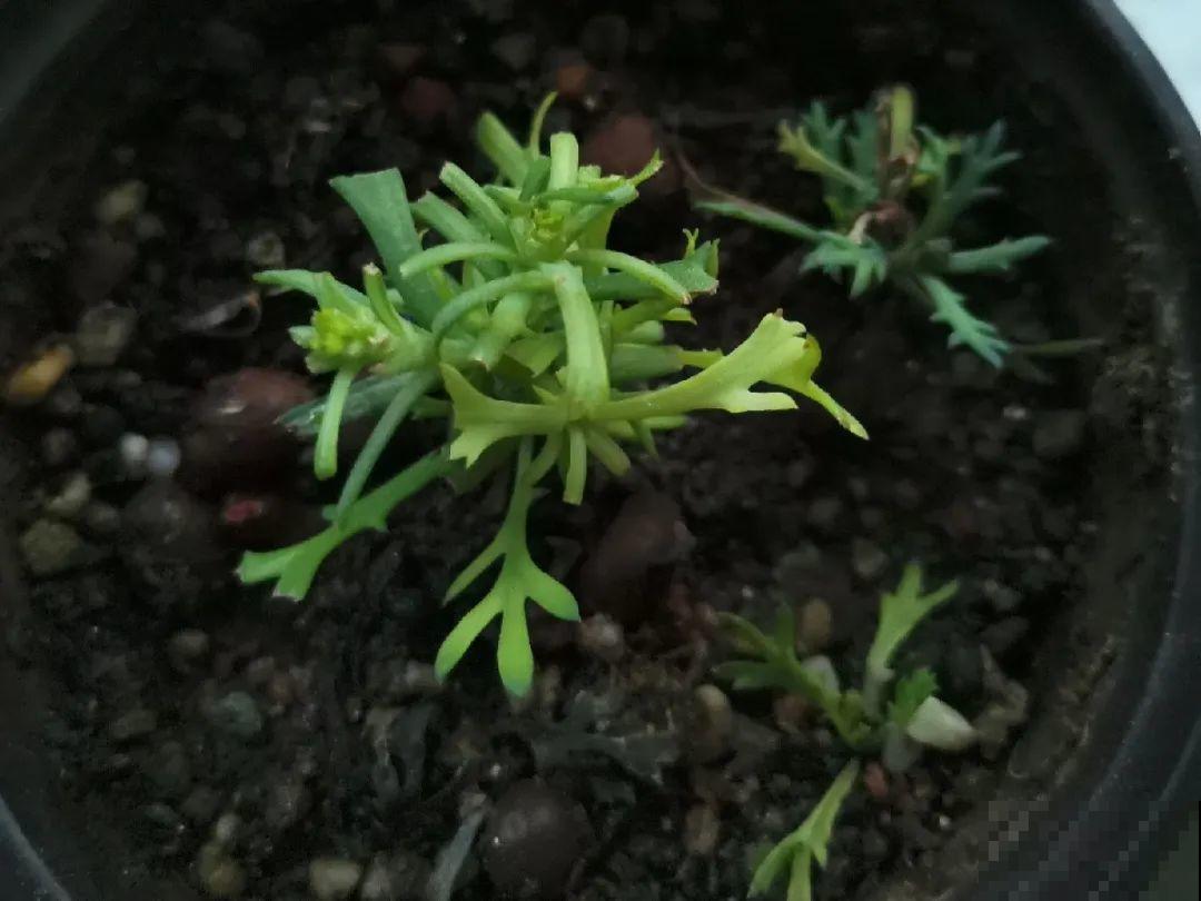 秋天特难养的花，养不活难受，还惹一肚子气！