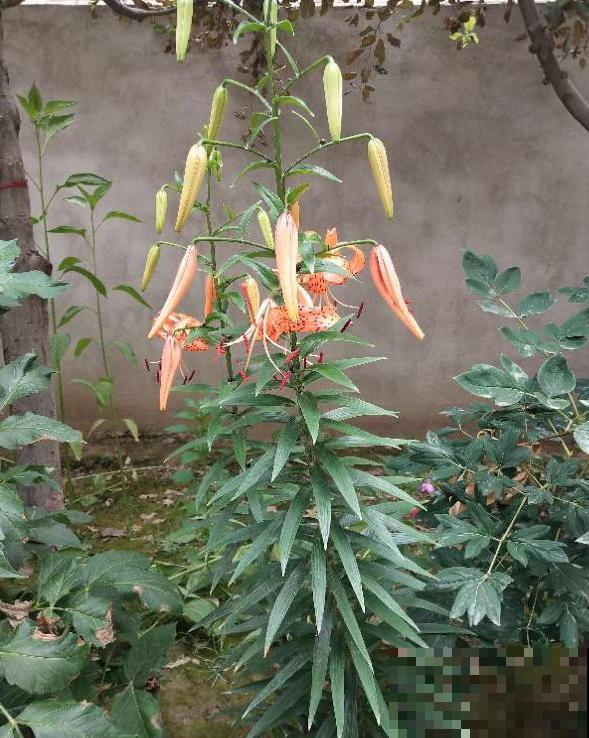 卷丹百合品性好，耐寒又耐热，怎么养都死不了！