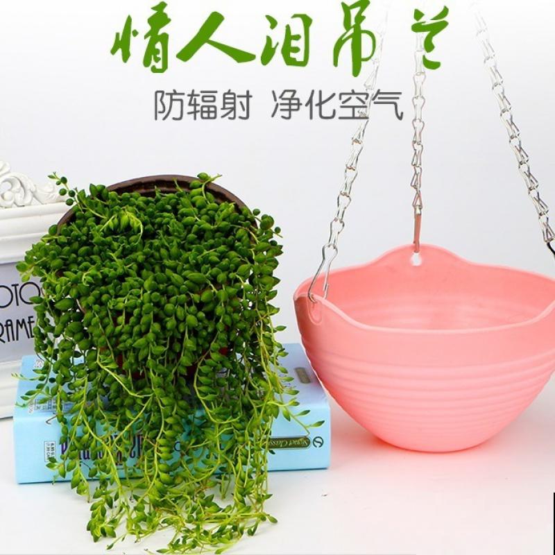 适合吊着养的5种花,专门解决空间不够,好看又省地方 适合吊着养的5种花,专门解决空间不够,好看又省地方