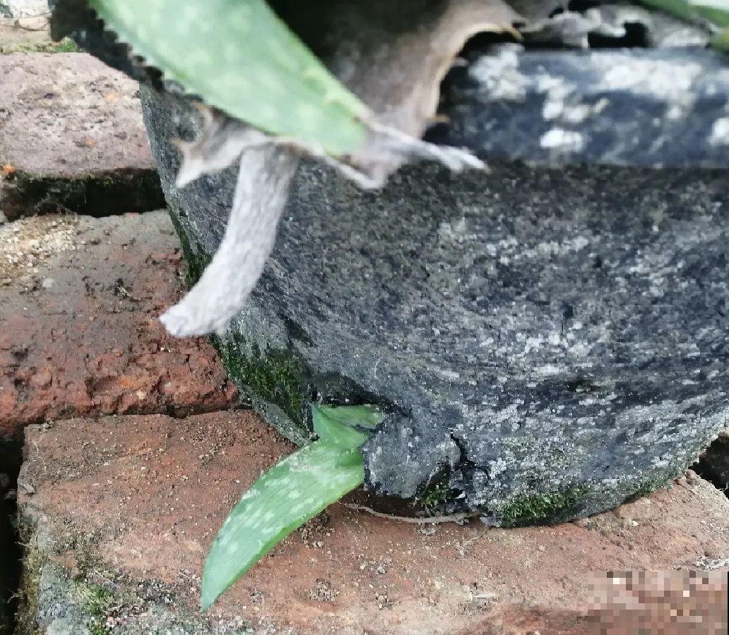 花上长了这个,再不换盆,就要憋死了! 花上长了这个,再不换盆,就要憋死了!