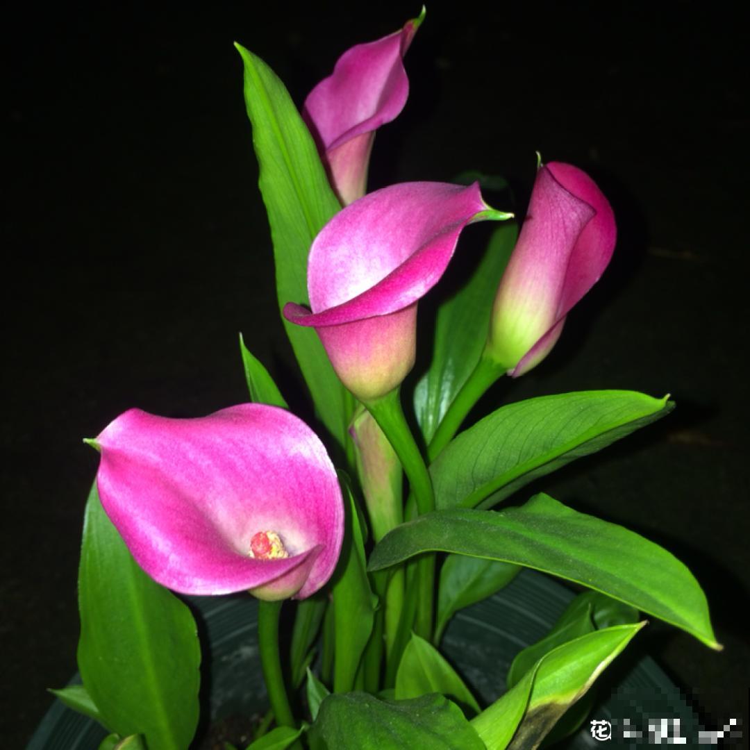花中12生肖，看看你的属相，对应的是啥花！