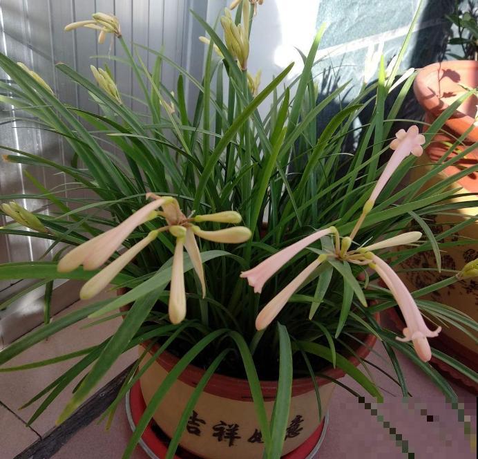 垂筒花适合在家养，香气甜美，闻了就有好心情！