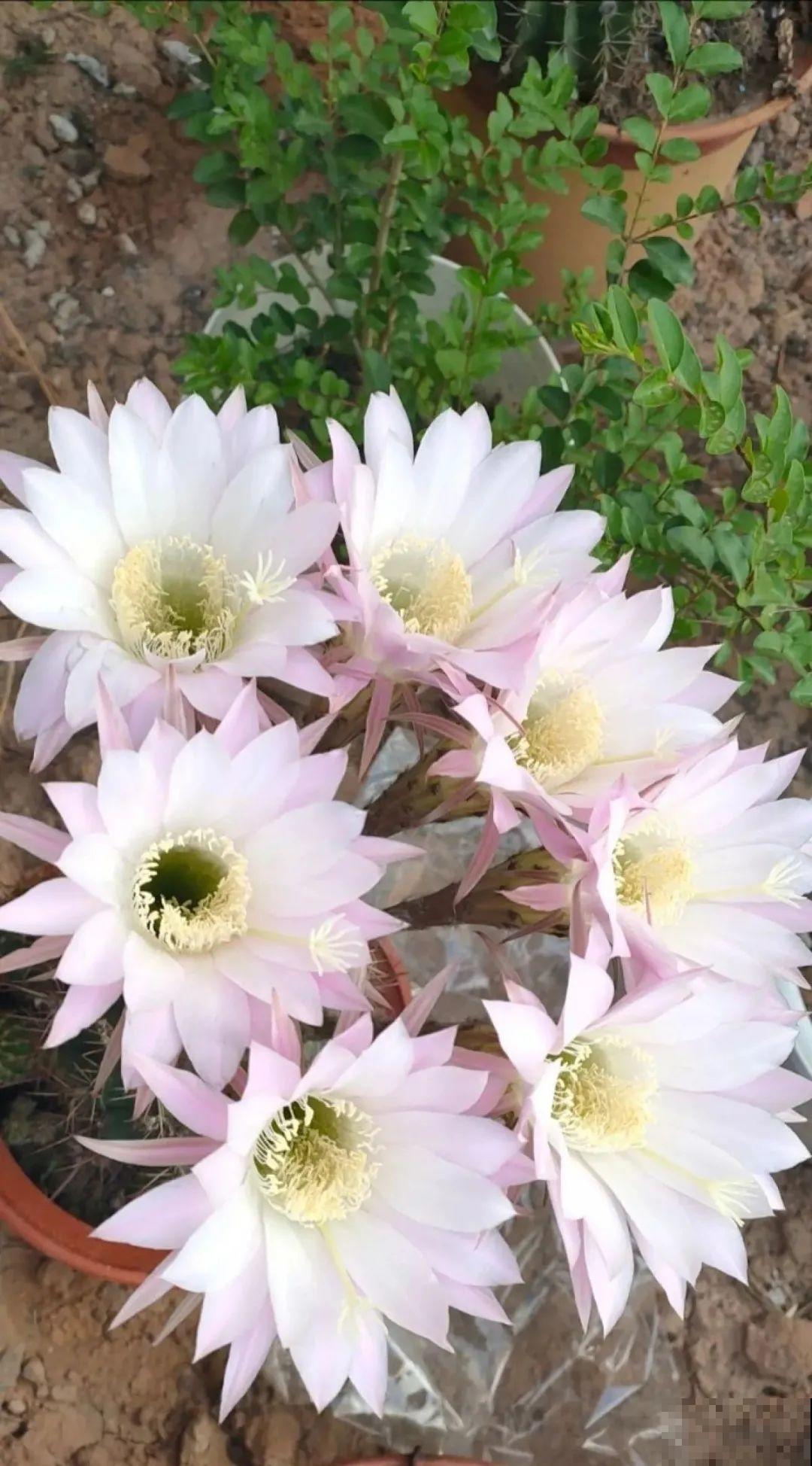 十一赏花图谱，看了啥花都认识，不用问别人！