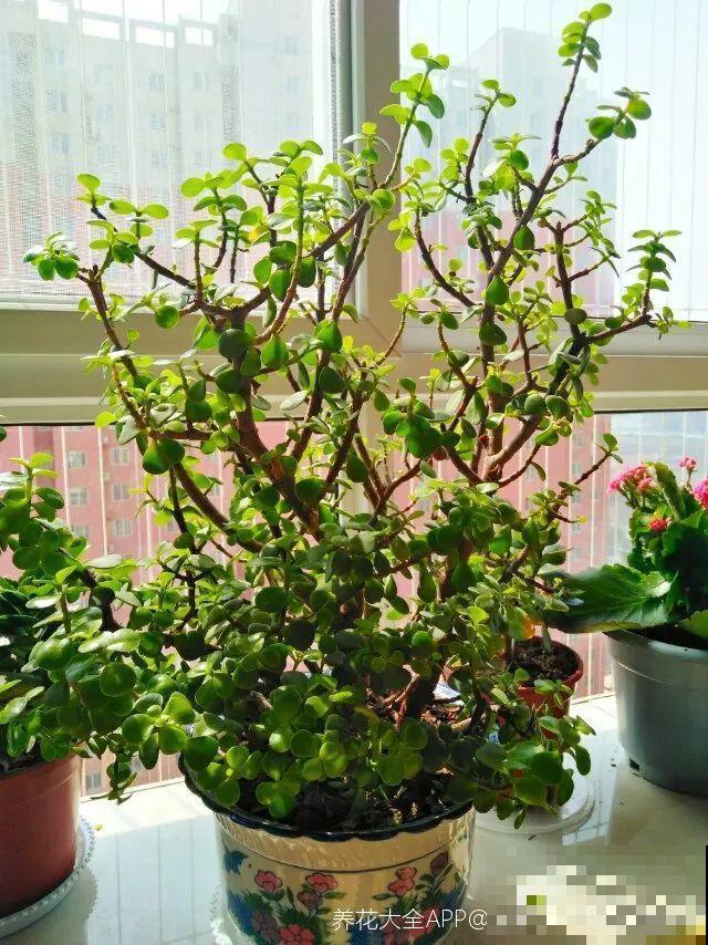 11月,千万别买这种花,养不活惹一肚子气! 11月,千万别买这种花,养不活惹一肚子气!