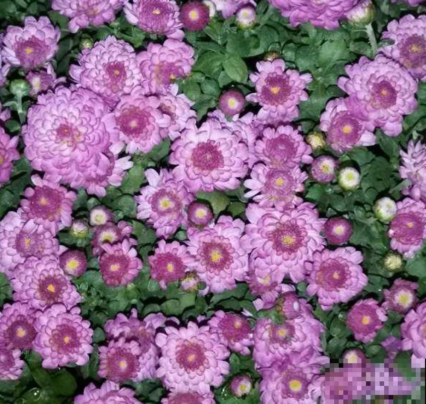 秋天养盆球菊，盆栽大花球，特适合家庭观赏！