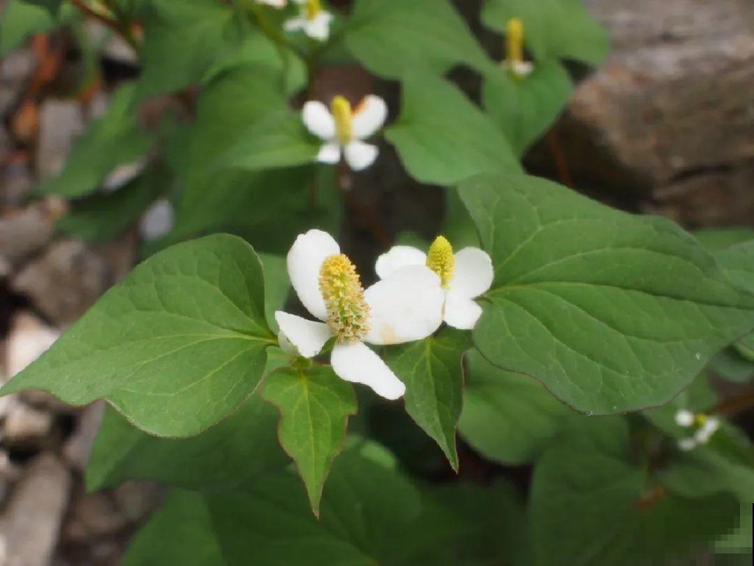 家里养了鱼腥草，吃都吃不完，泛滥了！