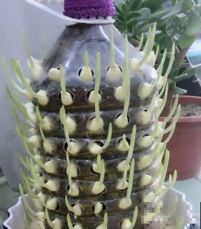 垃圾桶也能养花，扦插种菜样样行，省了不少买盆钱