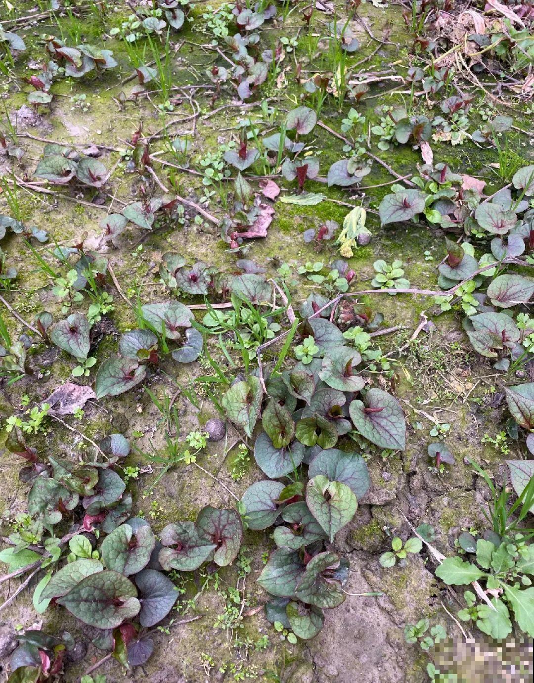 家里养了鱼腥草，吃都吃不完，泛滥了！