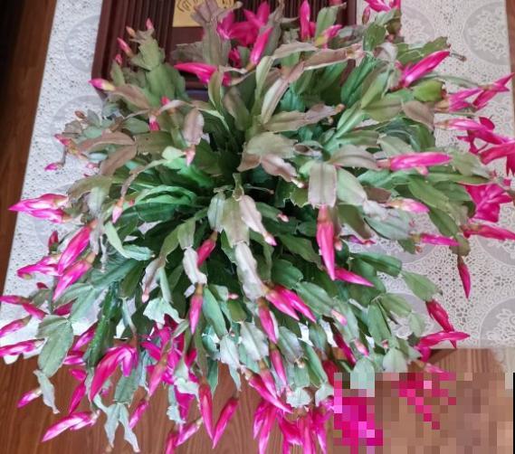 3种植物即将开花，花量大还特美丽，不入手很可惜！