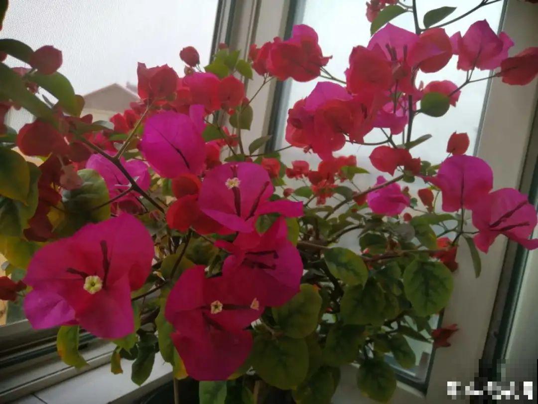 养三角梅，这几点做不对，光长叶子不开花！