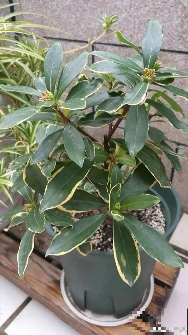 冬天养盆香水花，满屋子飘香，异味都赶跑了！