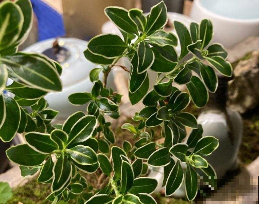 这花洁白如雪，好看，养成盆景倍儿有面子！