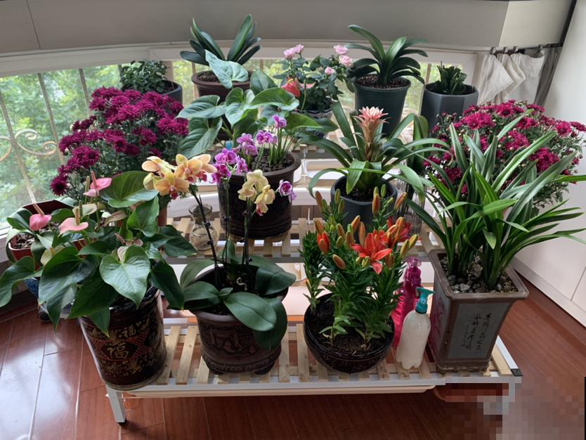 平时一个小动作,可能会害死你的花,花友们要注意 平时一个小动作,可能会害死你的花,花友们要注意