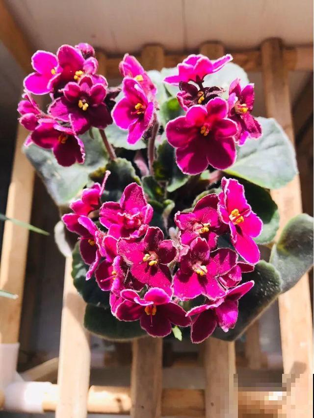 冬天就养耐阴花，没光也能开爆盆，扔角落自己疯长！