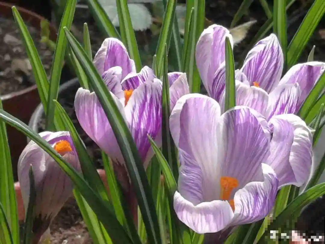 50种冬天开花植物,天冷了,照样冒花苞! 50种冬天开花植物,天冷了,照样冒花苞!