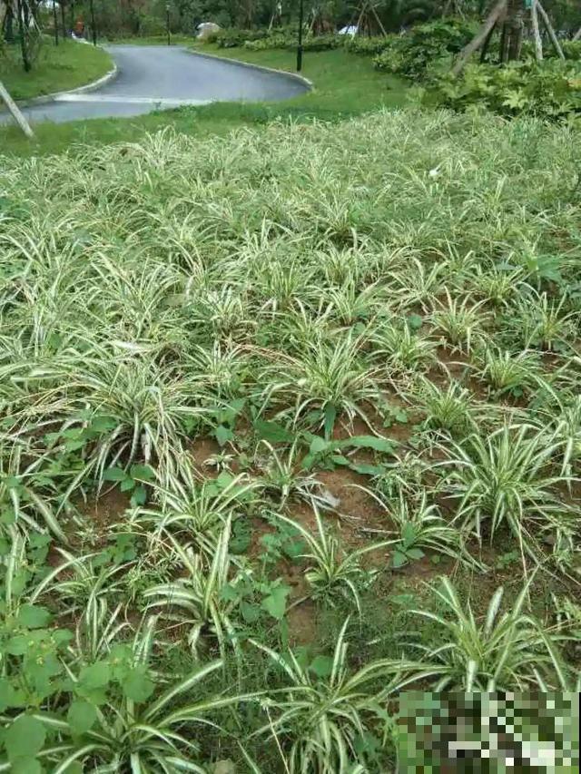 朱顶红放家里总是养不好，丢路边反而疯长一大片，扎心！