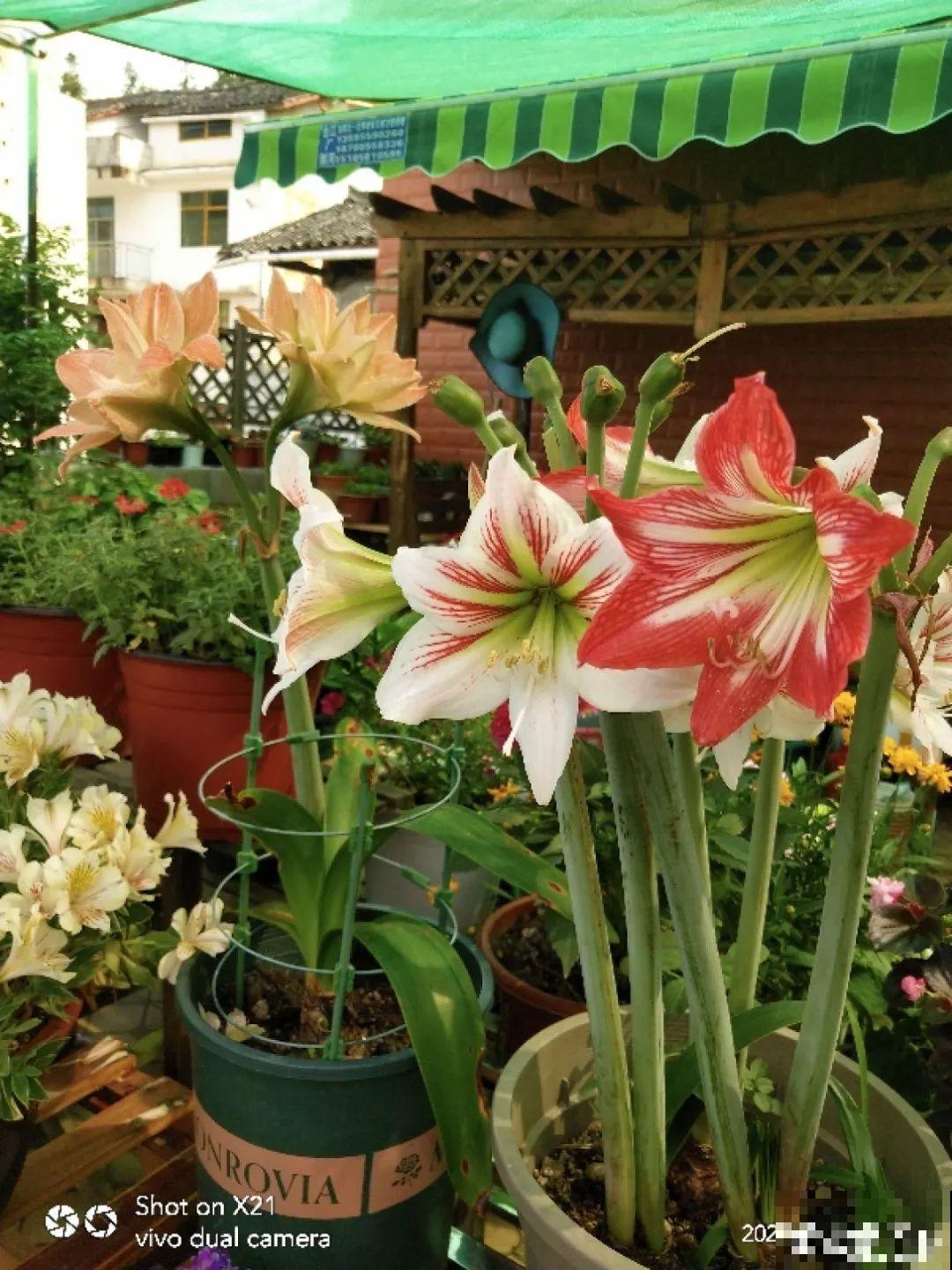 老祖宗留下来的养花谚语,真准! 老祖宗留下来的养花谚语,真准!