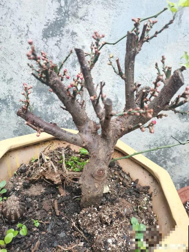 不长叶不长枝的花别买，都是骗人的，养不活浪费钱