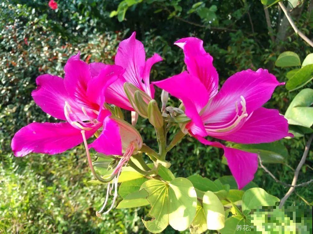 你在哪个城市，最适合养的花就是它！