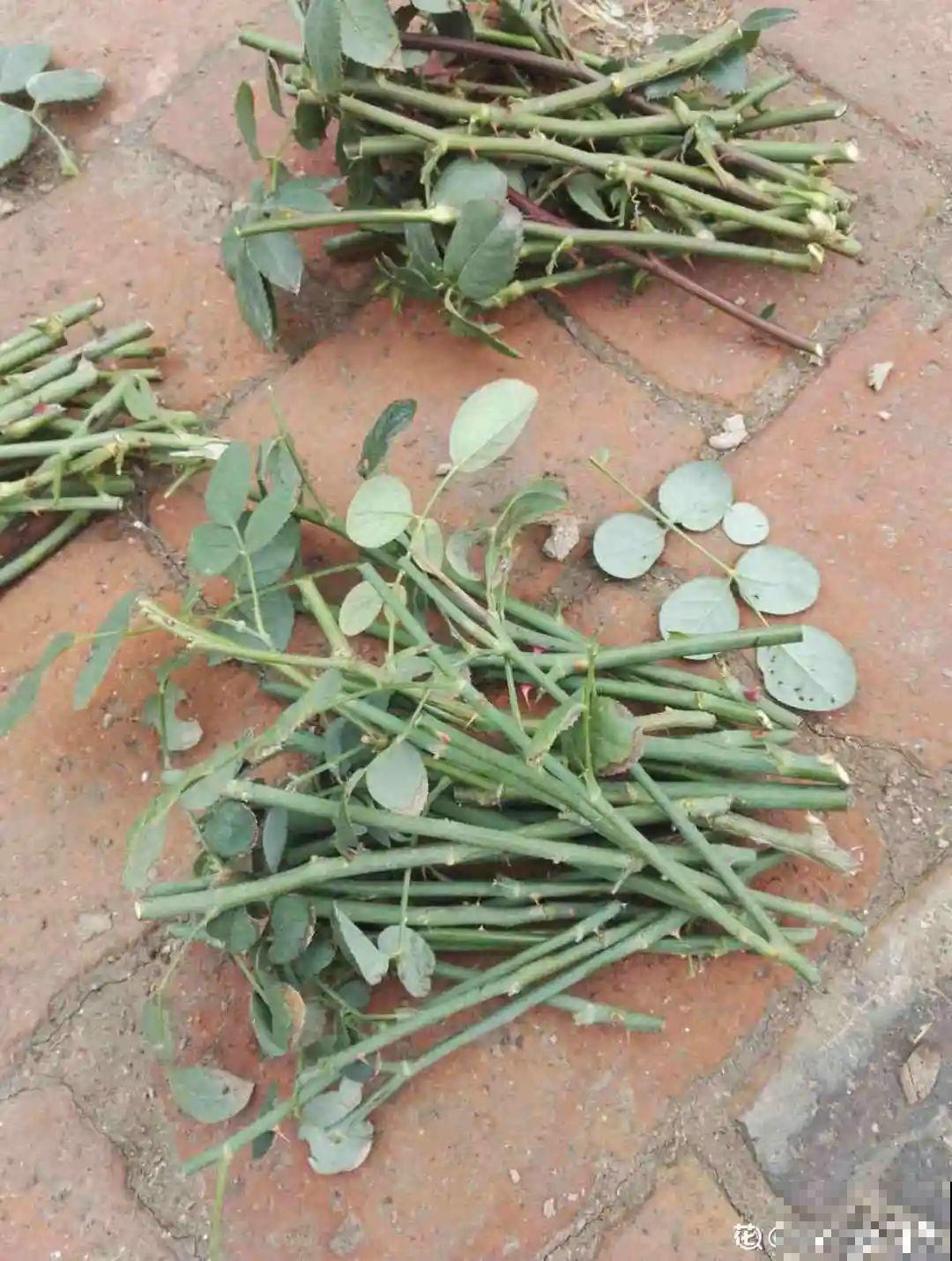 冬天扦插，只用一张塑料薄膜，就能长出小嫩芽