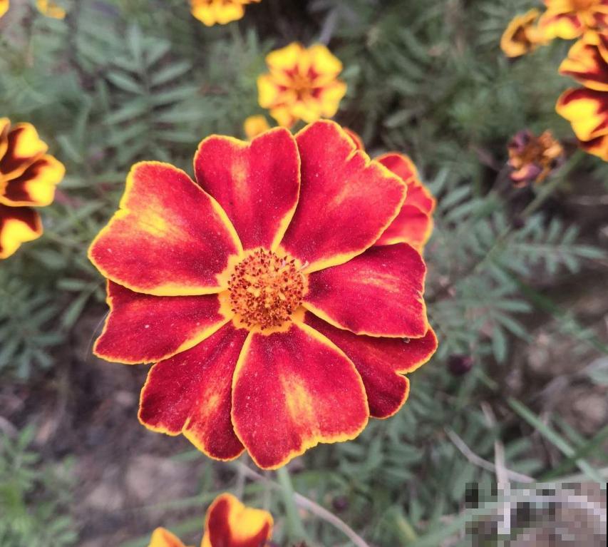 新手可养孔雀草,省心好养活,栽土里就长! 新手可养孔雀草,省心好养活,栽土里就长!