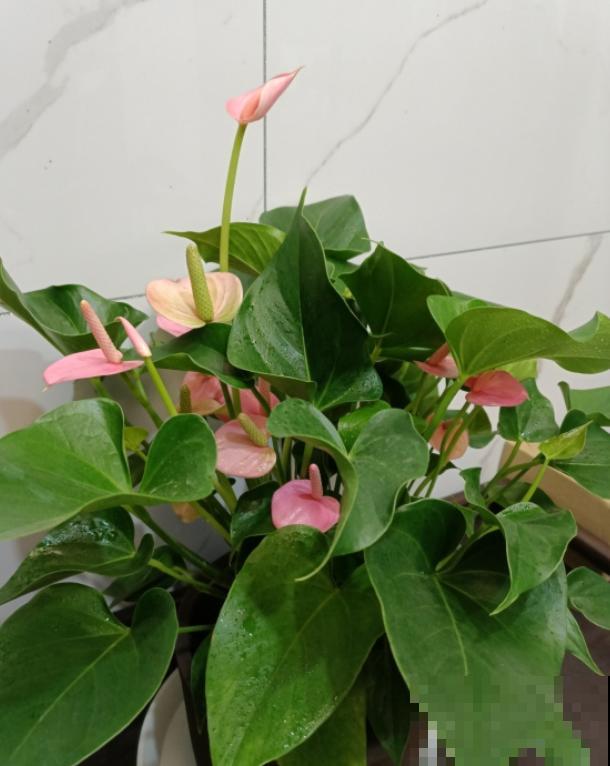 红掌长黄斑,千万别喷水,不然烂的更厉害 红掌长黄斑,千万别喷水,不然烂的更厉害